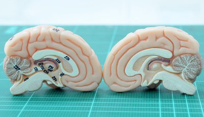 neurociencias